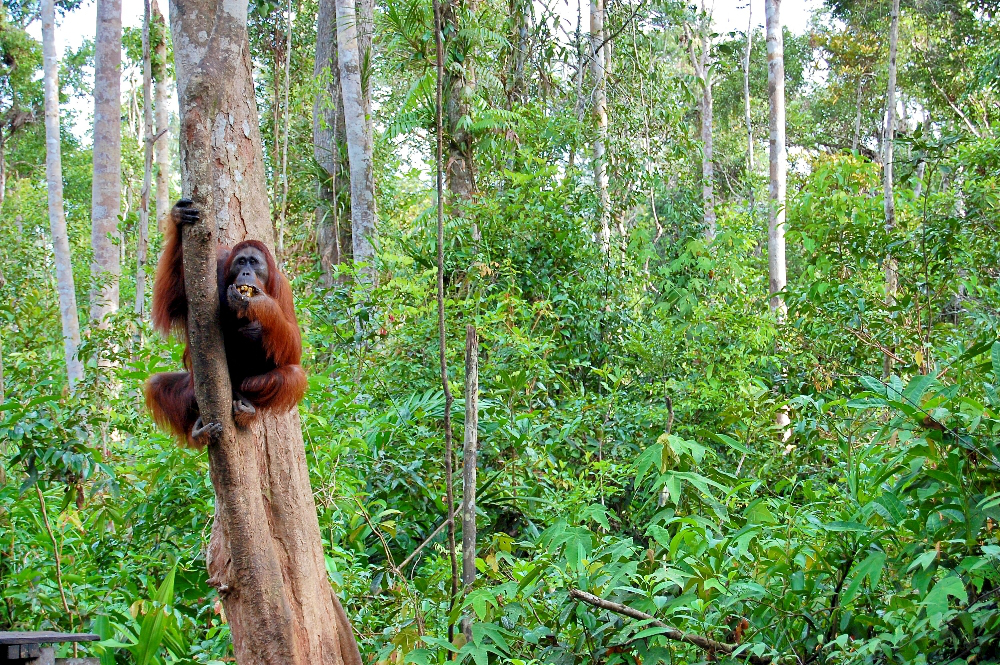 An orangutan in Central Kalimantan. The province was the first in Indonesia to trial the INCAS system. Terry Sutherland/CIFOR photo