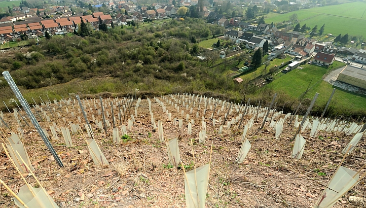 Chardonnay vines planted on a slag heap in Haillicourt, northern France in file picture taken in 2011 shows the impact of global warming. The French northern Nord-Pas-de-Calais region, known for its beer, is opening up to wine making, made possible by global warming, and which could redraw the wine map. -- PHOTO: AFP