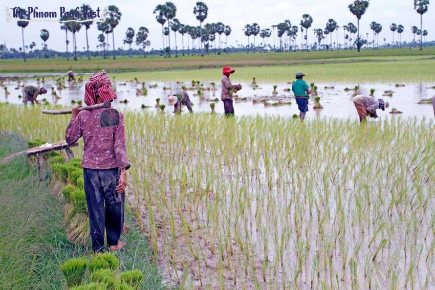 Farmers work in a field to plant rice crops in Kampong Cham in 2013. Yesterday a USAID-financed project was launched with the aim to encourage small farmers to adopt more resilient rice varieties. Hong Menea