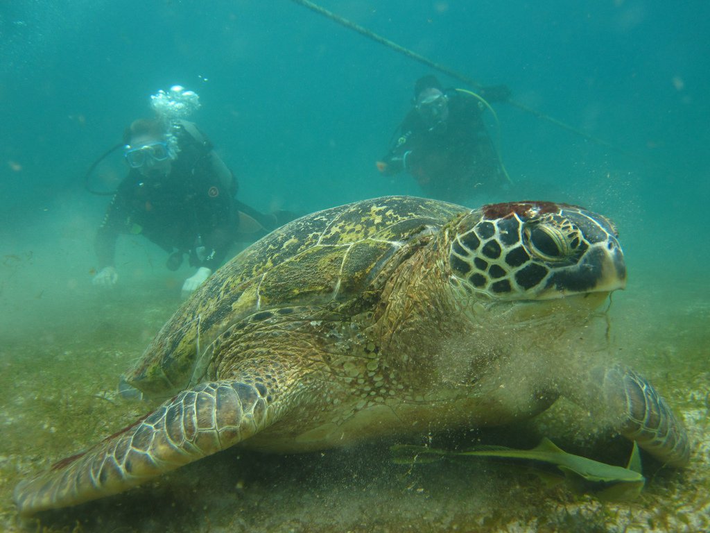 A sea turtle in the Philippines — a symbol for ocean conservation. Pic: Andrew and Annemarie (Flickr CC)