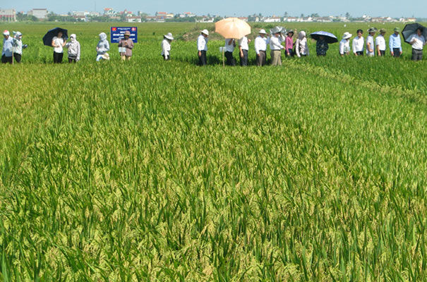 PHOTOGRAPH: An experiment in Vietnam for testing salinity tolerance rice varieties 