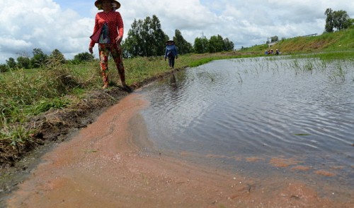 Saline water intrudes into rice fields in Rach Gia City, Kien Giang Province in the Mekong Delta, Vietnam.
