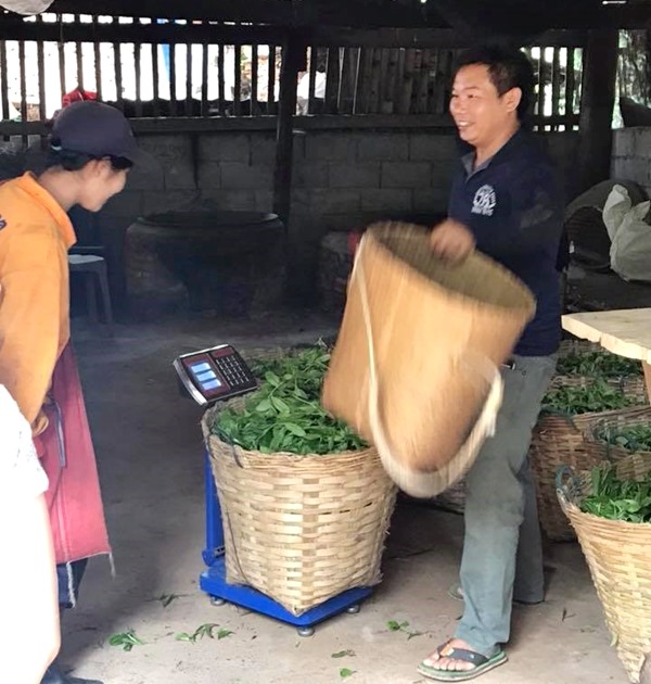Villager selling tea leaves harvested from agro-forest in Mae Tha.