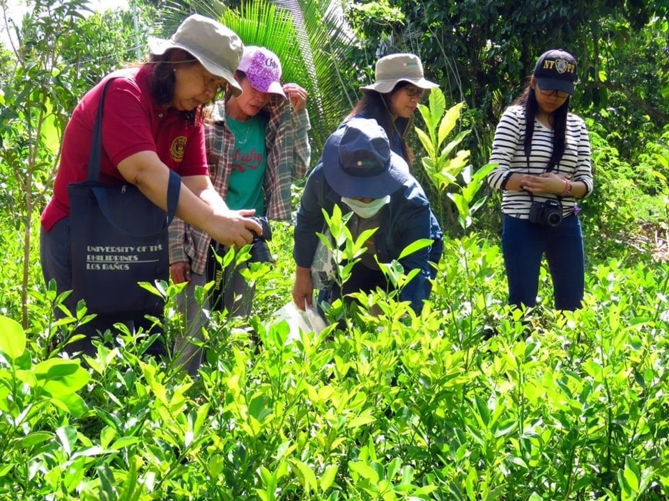 Sample collection of pests and diseases of calamansi.