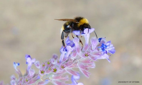 Bumblebees are going extinct because of the climate crisis, but there are easy ways to help