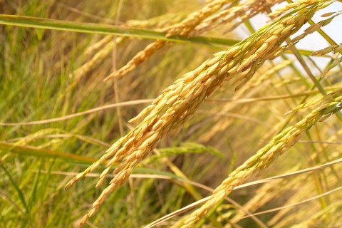 Effects of Crops on Climate Change