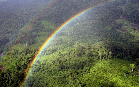 The need for better protection of Malaysia’s forests
