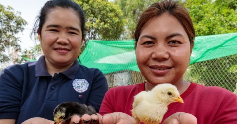 Caritas transforming farming in Cambodia
