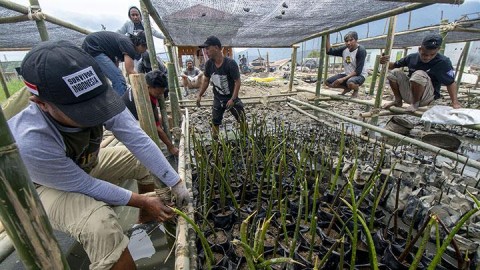 Preserving Indonesia&#039;s Mangroves Crucial for Climate Change Mitigation