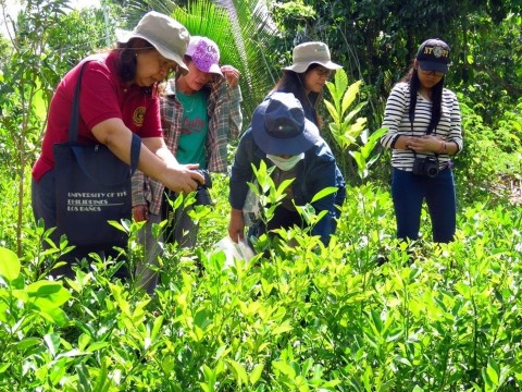 SEARCA and UPLB to conclude study on upgrading the calamansi value chain of Oriental Mindoro