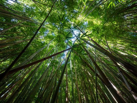 Bamboo to help boost climate change mitigation in PH