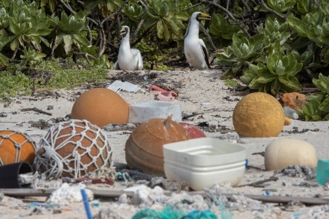 Plastic junk spawns desert island disaster in Pacific