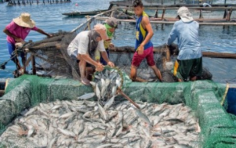 Mitigating effects of climate change to PH fisheries