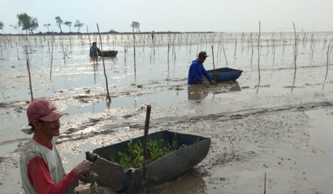 Restoring mangroves to raise people’s welfare and mitigate climate change