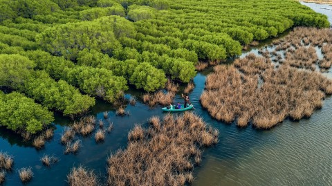 Ben Tre develops forests in climate change response