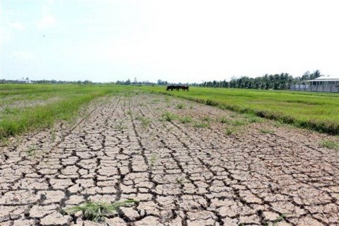 Drought in the Mekong Delta province of Ben Tre