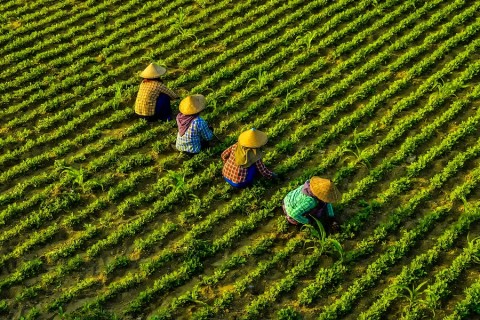 2020 Year-End Message and Overall Outlook for the Agriculture Sector in the Philippines and Southeast Asia for Smarter 2021
