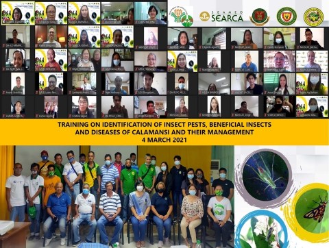 Calamansi farmers trained on integrated pest management strategies